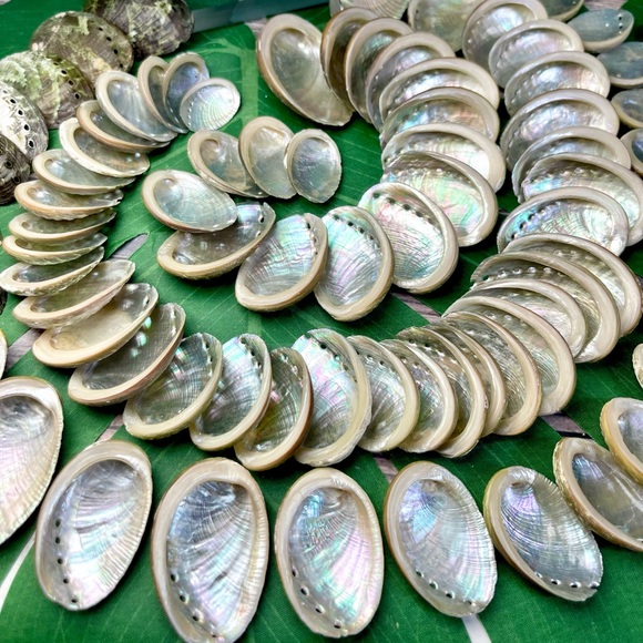 15 ABALONE SEASHELLS MIXED LOT CRAFTING DIY NAUTICAL COASTAL BEACH HOME DECOR - Picture 3 of 16